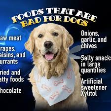 Beans also contain other nutrients like magnesium, potassium, fiber, folate, iron, phytonutrients and b vitamins. Dogs Love People Food But It Makes Them Sick Foods Not To Feed Your Dog Katu