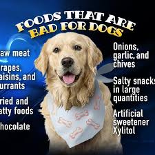 Can dogs eat pork and beans safely. Dogs Love People Food But It Makes Them Sick Foods Not To Feed Your Dog Katu