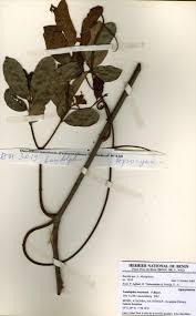 Image result for Landolphia owariensis