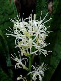 Image result for Sansevieria hyacinthoides
