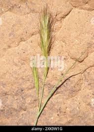 Image result for Aristida congesta