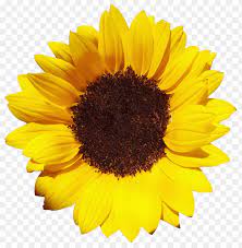 Download Sunflower Png Images Background Png Free Png Images Sunflower Png Flower Png Images Sunflower Wall Art