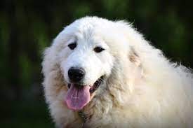 Le montagne des pyrénées est une race de chien très ancienne. Chien De Montagne Des Pyrenees Societe Centrale Canine