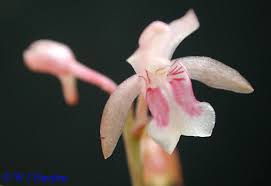 Image result for Oeceoclades maculata × quadriloba