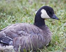 It's only a Goose – The North Salem Post
