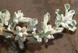 Image result for Glinus lotoides