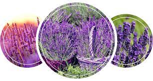 Whether your roof has low grass, flowers, shrubs, or food gardens, insects and for example, birds may become more attracted to the area because there are better nesting opportunities and a greater. Pest Control Plants For A Bug Free Garden Ecogardener
