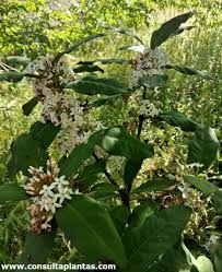 Image result for Acokanthera schimperi