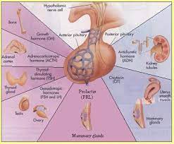 Pituitary Hormones Endocrine System Endocrine Anterior Pituitary