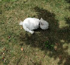 While people can get very ill and experience hair loss during chemo, dogs generally don't. Anal Sac Disease In Dogs Vca Animal Hospital