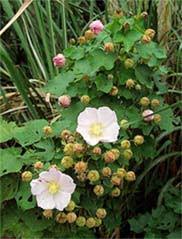 Image result for Hibiscus migeodii