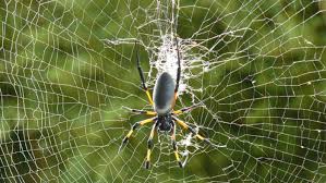 Doch bevor er aus der erde schlüpft, lebt er mehrere jahre lang als engerling im boden. Schadlinge Im Garten Tipps Fur Eine Naturliche Bekampfung