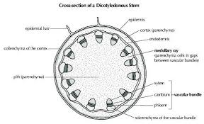 Anatomy Of Dicotyledonous Plants Support And Transport Systems In Plants Siyavula In 2020 Plant Supports Plants Plant Tissue
