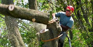 Pin On Tree Removal Birmingham Mi