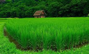 From old french cabane, from provençal cabana, from late latin capanna, cavanna. Hd Wallpaper Country Cabin Picture Nice Beije Leaves Grove House High Definition Wallpaper Flare