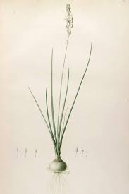Image result for Albuca virens