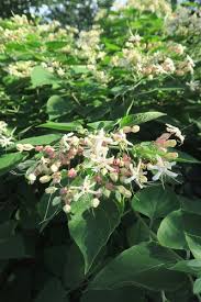 Image result for Clerodendrum ternatum