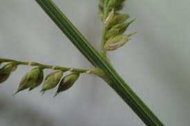 Image result for Polystachya melanantha