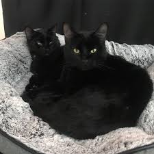 Cat noises getting rid of mice mr cat cat years tidy cats grumpy cat humor grumpy cats cats bus cats for sale. Cat In Heat Noises Review Pets News And Review