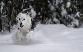 Einzigartige hintergrundbilder für ihren desktop, das tablet oder smartphone. Desktop Hintergrundbilder Hund Laufsport Weiss Winter 3840x2400