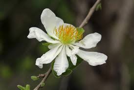 Image result for Xylotheca tettensis