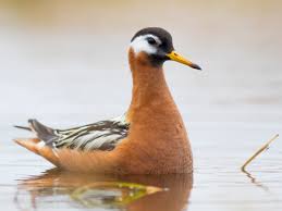 Image result for Phacelurus