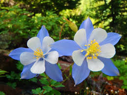 Tufele de flori, mari, care suportă umbra, mai răresc verdele şi îşi arată podoaba de flori încă din iunie/iulie. Flori È™i Plante Care Cresc La UmbrÄƒ Ce Plante Perene Pot Fi Plantate La UmbrÄƒ La Cabana