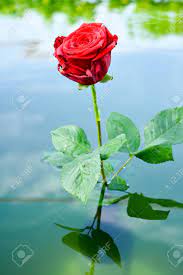 Pink and white petaled flower. Natural Background Red Roses Beautiful Flowers Leaves Stock Photo Picture And Royalty Free Image Image 76059902