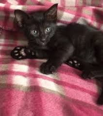 The hidden gem of free kittens near me if there isn't anyone to help, you can try out working with your dog if you've got a friend available that could help. Free Cats And Kittens For Adoption And Rehoming Near Me Home Facebook