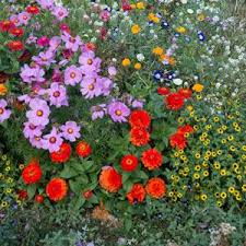 Flower shop based in dunstable providing beautiful fresh flowers with same day delivery across the town and local villages. Buy Garden Plants From Online Garden Centre Gardening Express The Uk S No 1 Gardeningexpress Co Uk