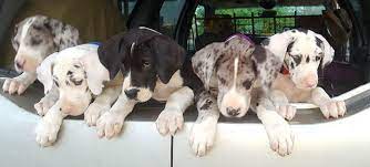 Purebred puppies, designer puppies, responsible breeders Rose Great Danes Puppies Harlequin Black Mantle Merle