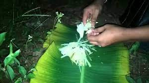 Serai yang dicampurkan dengan jeruk nipis dapat meluruhkan lemak perut dan melancarkan pencernaan sehingga badan akan terlihat lebih ramping. Penarikan Batu Serai Asli Alam Bunian Youtube