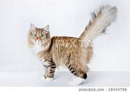 Cat Looks At Staring Tail Tail Hair Long Hair Stock Photo 28454799 Pixta