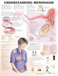 Understanding Menopause Anatomical Chart Unmounted