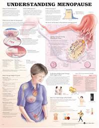 understanding menopause anatomical chart unmounted