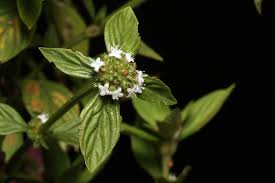 Image result for Spermacoce congensis