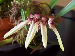 Image result for Bulbophyllum longiflorum