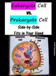 Maybe you would like to learn more about one of these? Prokaryote Eukaryote Cell Comparison Side By Side In 2021 Prokaryotes Eukaryotic Cell Prokaryotic Cell