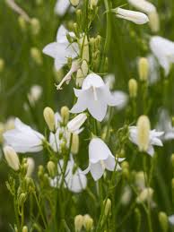 A single, unbranched stem is responsible for the height. Stauden Stade Versand Shop Campanula Rotundifolia White Gem Rundblattrige Glockenblume Hier Bestellen