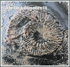 Stream ammonite full movie in 1840s england palaeontologist mary anning and a young woman sent by her husband to convalesce by the sea develop an intense relationship despite the chasm between. Embedded Jurassic Coast Ammonite Fossils Jessica S Nature Blog