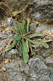 Image result for Launaea cornuta