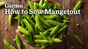 In this video we plant some 'mangetout' mange tout (french for eat all) mangetout is a type of pea, that can be eaten pod and how to grow mangetout. How To Sow Mangetout Youtube