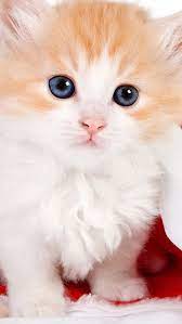 Cute Lovely Christmas Hat Kitten Iphone 5s Wallpaper Puppy Wallpaper Iphone Cute Cat Wallpaper Puppy Wallpaper
