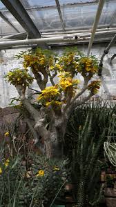 Image result for Pedaliaceae