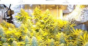 400 watt grow light how many plants. How Much Marijuana Can One Plant Produce Ilgm