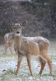 Weepingwillowphoenix Animals Animals Beautiful Animals Wild