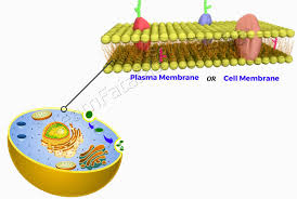 Large and complex cells need a lot of chemical activities to support their. Plasma Membrane Class 9 Chapter 5 The Fundamental Unit Of Life