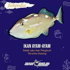 Ayam bisa diolah menjadi bahan: Mancing Id Ayam Ayam Tapi Jago Berenang Sob Nah Ikan Facebook
