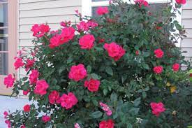 Blooming its heart out, rosa knock out® is a compact shrub rose which produces abundant rose knock out®, rosa 'radrazz' pp11836, cpbr#0993, knock out® rose, shrub roses Shrub Roses Nebraska Extension In Lancaster County
