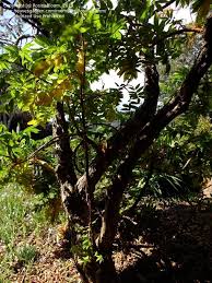 Image result for Hagenia